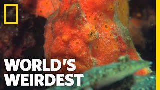 World's Weirdest - Amazing Speed-Gulp Killing