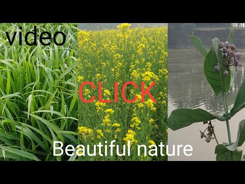 Beautiful Nature Video ] Abdul Rahim