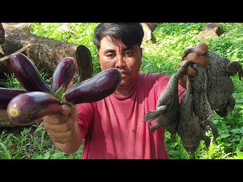 Yummy eggplant with frogs -  eating  delicious