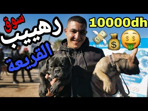 نايضة فسوق القريعة كلاب متنوعة جميلة وأسعار مختلفة منها من يصل ثمنه ل مليون سنتيم 😱🤯