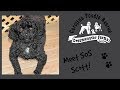 Video thumbnail 8 — Scott - An SOS Dog