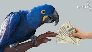 Попугаичьи мошенничества - часть 1 - Сколько стоит попугай