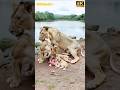 The Most Unbelievable Lioness Gives Birth to an Unexpected Number of Cubs! #europeanwildlife