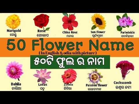 50 Flowers Name with Pictures in English to Odia | ଫୁଲର ନାମ | Name of Flowers in English_Odia