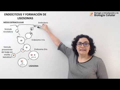 download lagu mp3 mp4 Endosoma, download lagu Endosoma gratis, unduh video klip Endosoma