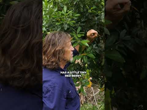 Grow Your Own Yerba Mate #permaculture #foodforest #organicgardening