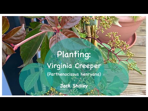 Planting: Virginia Creeper (Parthenocissus henryana) | Jack Shilley