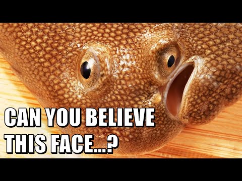 How Did the Flounder's Face Get Like This?
