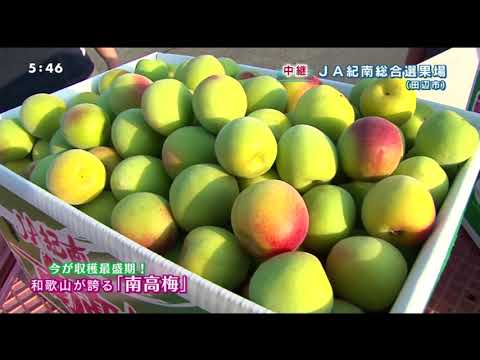 20210608JA紀南南高梅