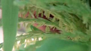 Broken Rainbow - Part 2 of 7