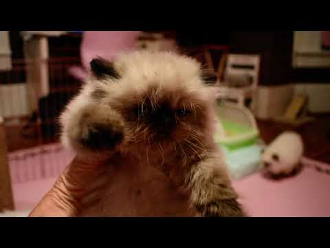 Those Adorable Chocolate and Seal Point Himalayan Kittens