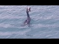 Black Shag Cormorant Aka Kawau Eats Big Fish In One Gulp 18 Oct 2018