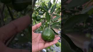 Download lagu The secret to plants that bear fruit diligently only in pots mp3 Download lagu The secret to plants that bear fruit diligently only in pots mp3