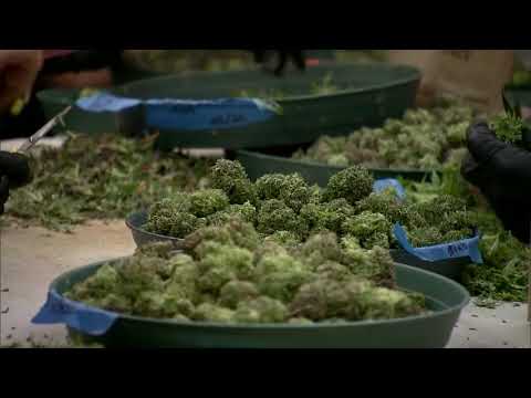 Marijuana Legalization