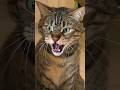 Cat Growling And Hissing My Own Cat S Reaction To Foster Kittens