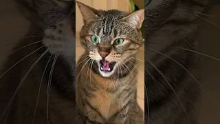Cat growling and hissing My own cat’s reaction to foster kittens