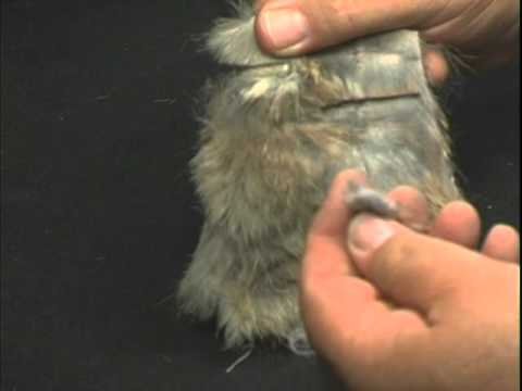 Small Clipper blades up to horse clipper blades