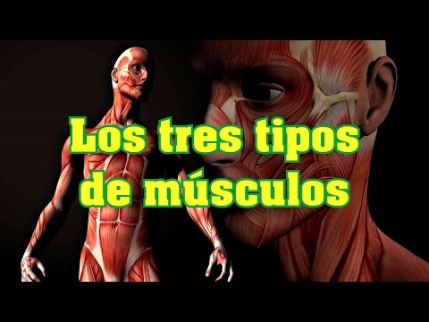 The three types of muscles