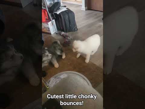 Little Hati and Sköll playing fighting. So cute and clumbsy! #hatiandskoll #puppy #husky