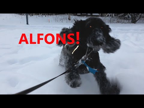 Plan E - Alfons (music / lyric video 2021)