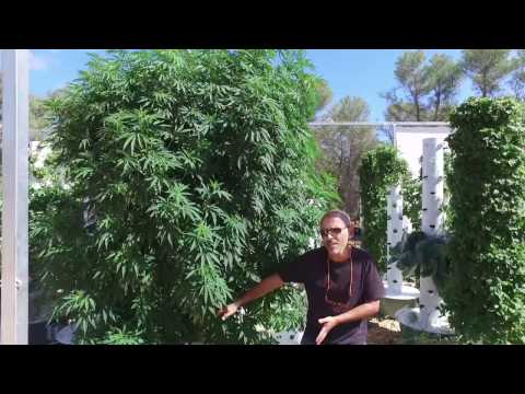 download lagu mp3 mp4 Marijuana Photo Gallery, download lagu Marijuana Photo Gallery gratis, unduh video klip Marijuana Photo Gallery