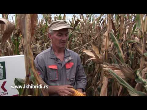 LK HIBRIDI - Silbaš: Danilo Vukadinov