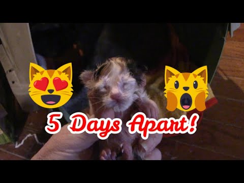 My Cat Had Kittens 5 Days Apart! 😻