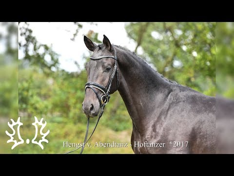 Kat. - Nr. 3 - Trakehner Hengstmarkt 2019 - Hengst v. Abendtanz - Hoftänzer  *2017