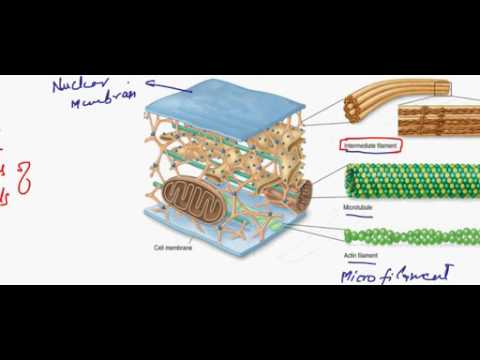 FSc Biology Book1, CH 4, LEC 12, Cytoskeleton and Centriole
