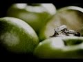 Chantal Kreviazuk - Green Apples [Lyrics]