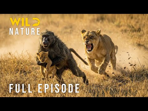 LIONS VS. BABOONS - Kruger’s Most Brutal Survival Battle (Full Episode) | Nature animal documentary