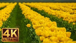 Tulip Festival, Skagit Valley - Beauty of flowers in 4K UHD Relaxation video  (1 hour video)