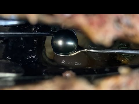 Hunting For Tahitian Black Pearls | RAW Footage