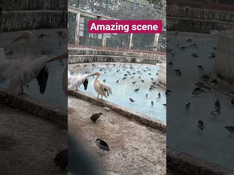 amazing scene. #nature #birds #zoo #love #music