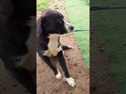 Regalo Ce una famiglia per OSCAR cucciolone in adozione 