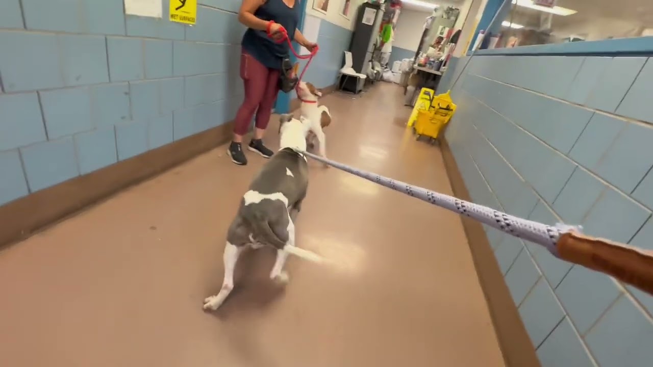 Pippet's Leash Test 5