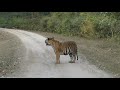 Kanha National Park Kanha Tiger Reserve India Part 4 Of India And Sri Lanka Trip
