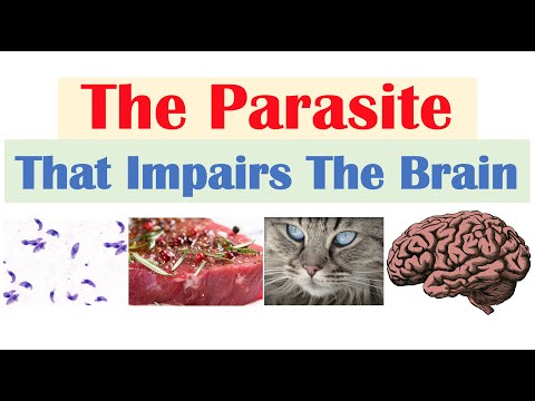 Toxoplasmosis: The Parasite That Reduces Brain Functioning (& Where It Comes From)