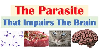 Toxoplasmosis: The Parasite That Reduces Brain Functioning (&amp; Where It Comes From)