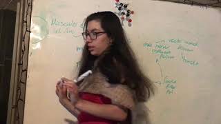 Prolapso Rectal por Laxicidad Musculo Piso Pélvico (elevador del ano). Anatomía