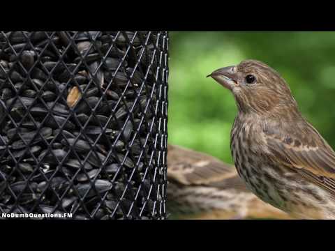 No Dumb Questions 059.5 - Fifty-Nine and a Half