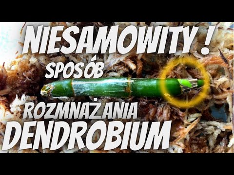 , title : 'Rozmnażanie DENDROBIUM z kawałków pseudobulwy // Jak uratować storczyka dendrobium?'