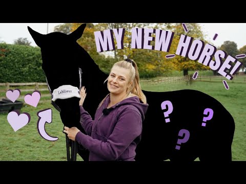 MEET MY NEW HORSE!!! 🐴