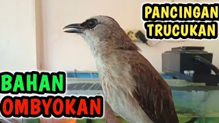Download lagu TRUCUK BAHAN BIAR CEPAT BUNYI..! pakai ini PANCINGAN trucukan ombyokan biar rajin bunyi dan gacor  mp3