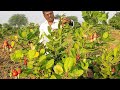 Kaju Farming Information Godambi Tree In Karnataka Fruitssupplyindia