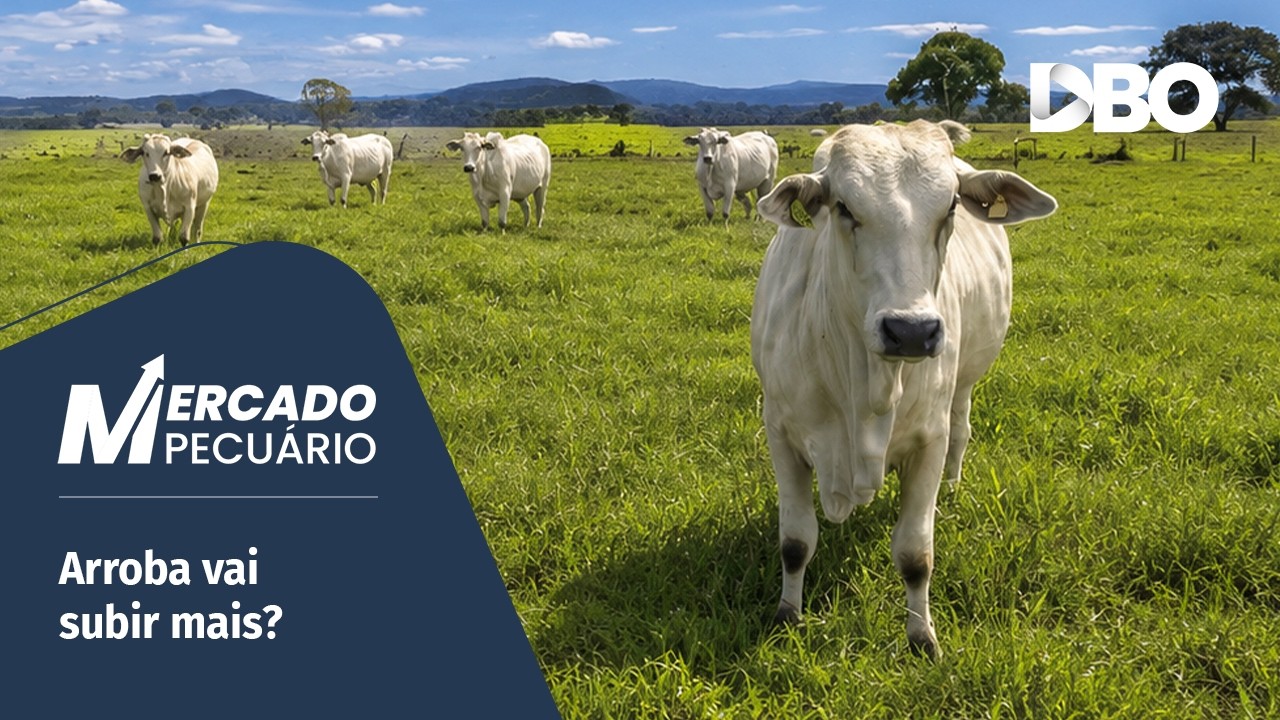Boi gordo ganha força com oferta restrita e escalas curtas