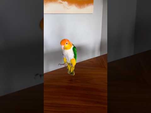 She loves dancing 😂, caique parrot #shorts