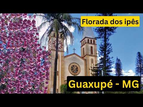 🌸 A incrível Florada dos ipês em Guaxupé 🌸