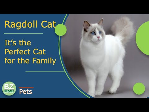 The Ragdoll breed: an ideal indoor cat