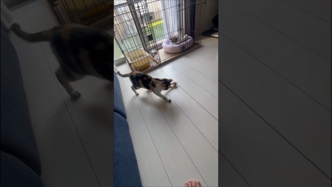 【盲目の子猫】トライアル中③